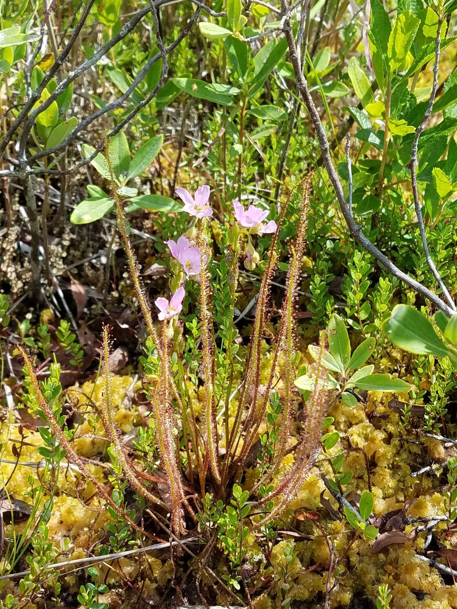 Image de Drosera filiformis var. filiformis