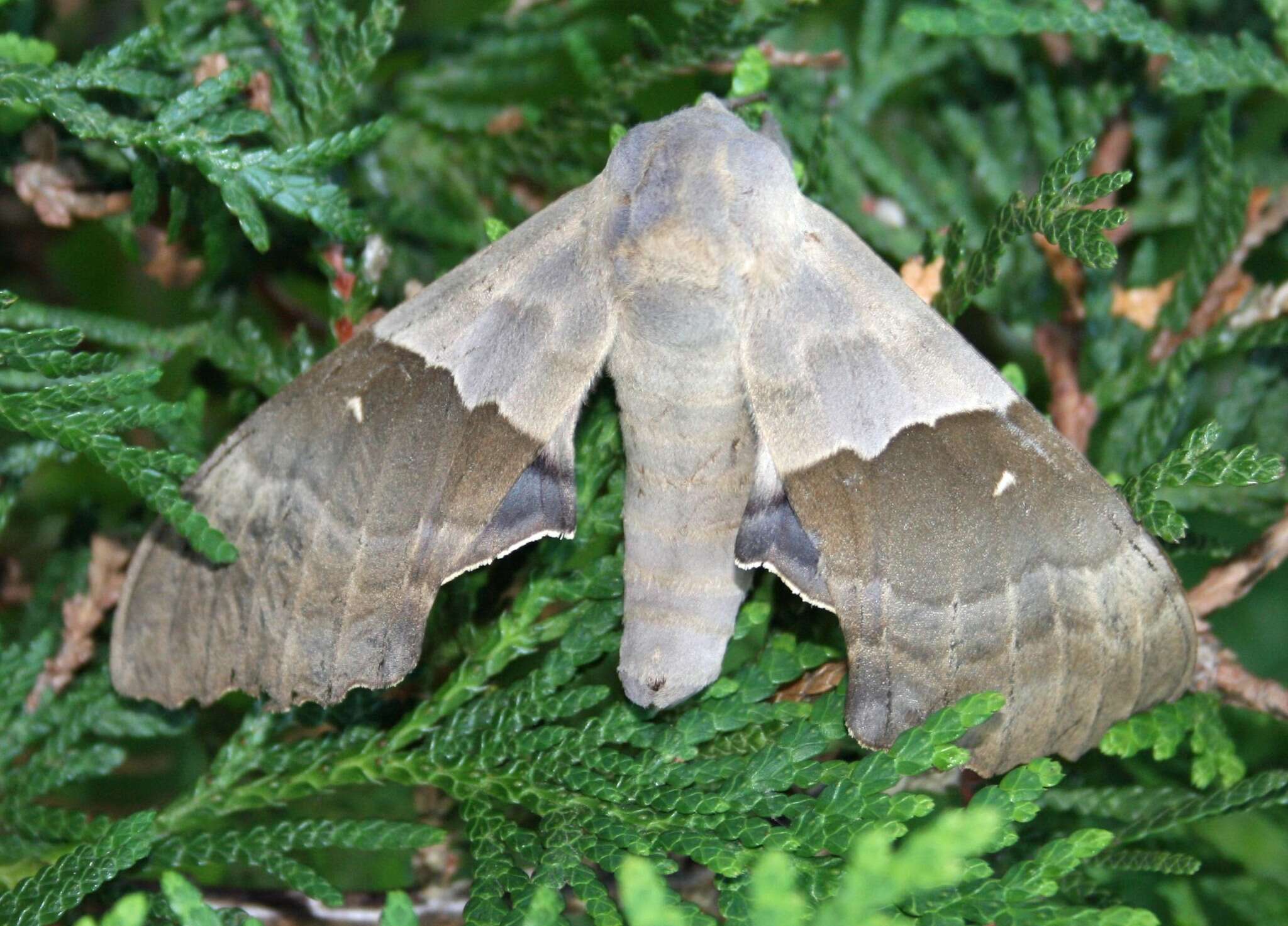 Image of Modest Sphinx