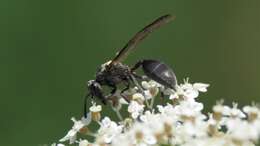 Polybia scutellaris (White 1841)的圖片