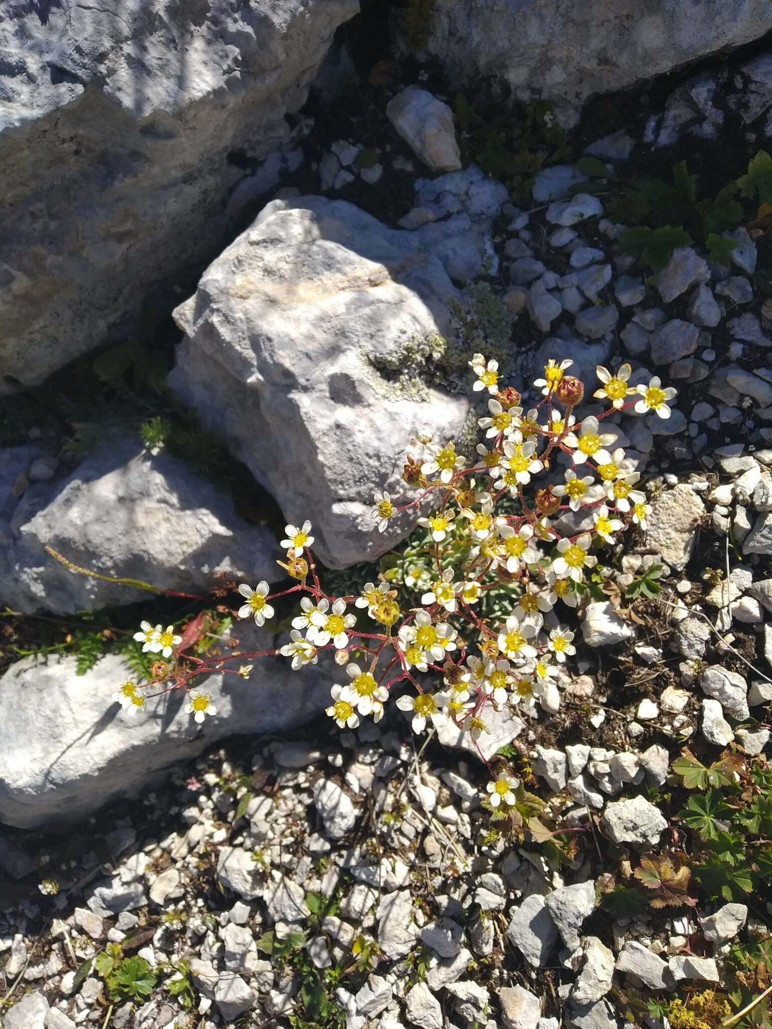 Image of Saxifraga paniculata subsp. cartilaginea (Willd.) D. A. Webb