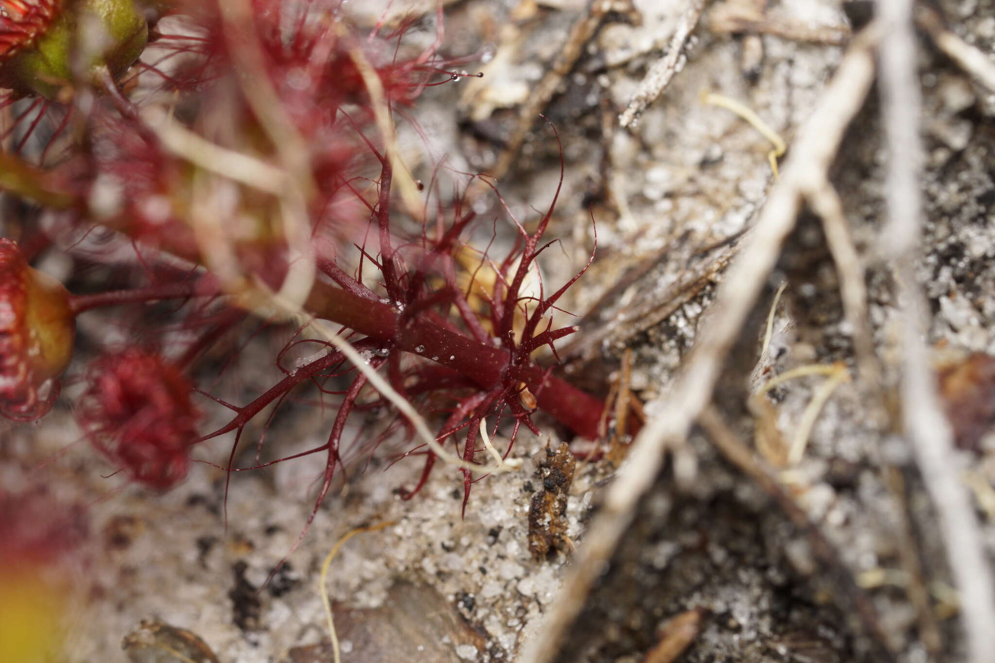 Drosera fimbriata De Buhr的圖片