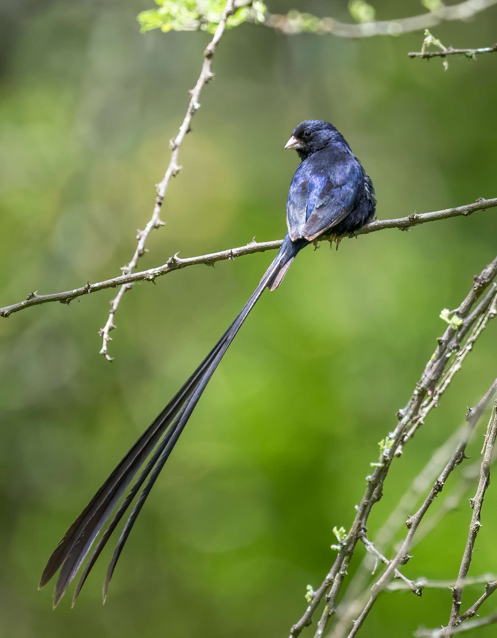 Image of Steel-blue Whydah