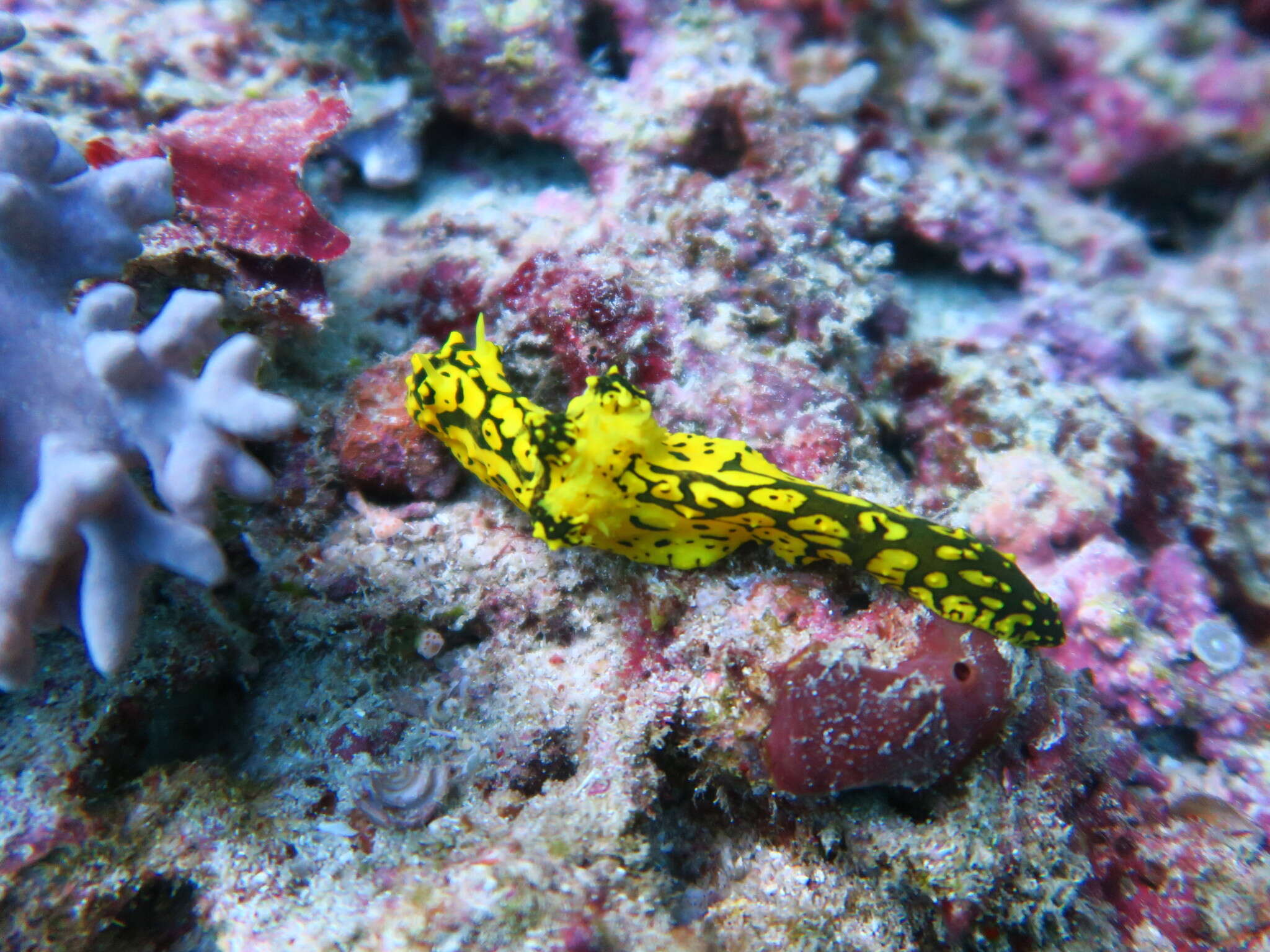 Image of Notodoris gardineri Eliot 1906