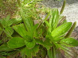 Image of Mexican Plantain