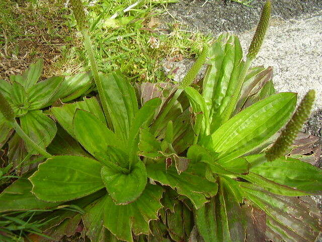 صورة Plantago australis Lam.