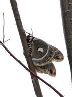 Image of Glover's Silkmoth