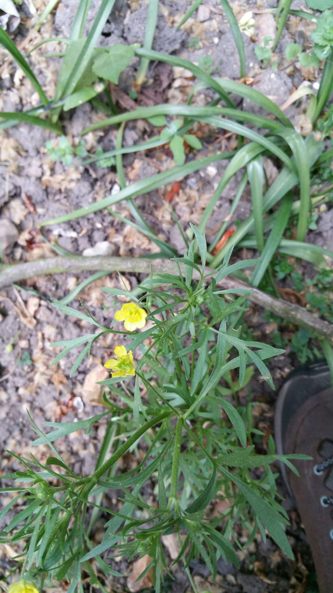 Image of corn buttercup