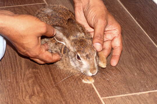 Imagem de Lepus nigricollis F. Cuvier 1823