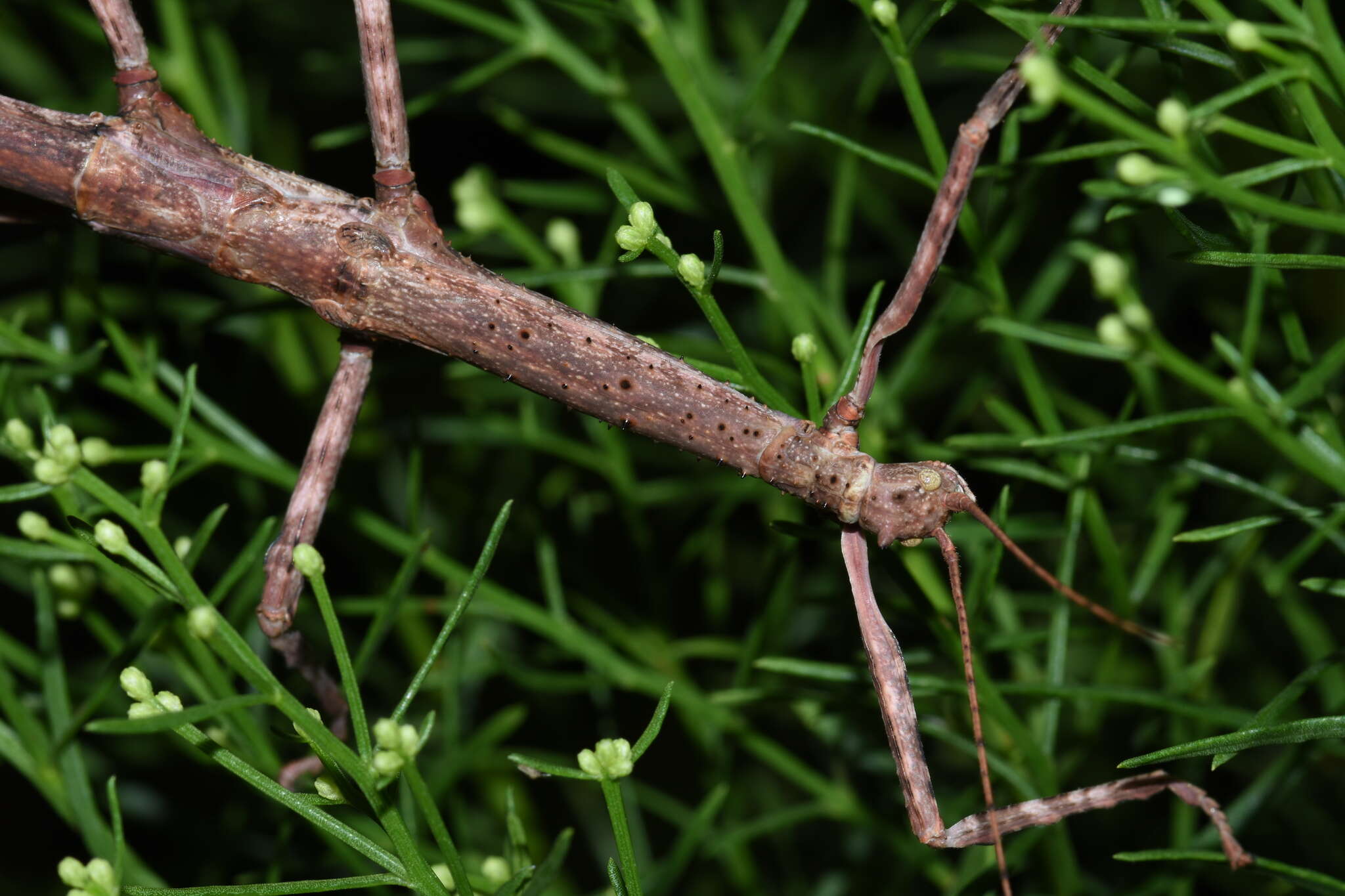 Image of Haplopus scabricollis (Gray & G. R. 1835)