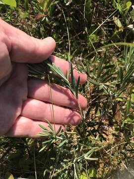 Image of bog rosemary