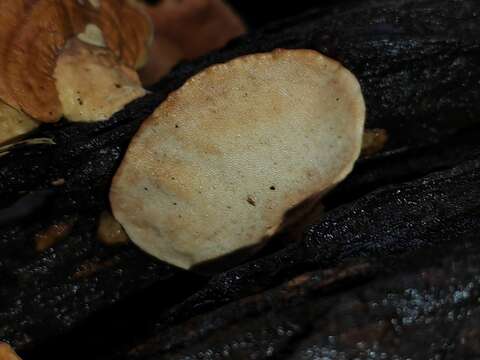 Слика од Trametes modesta (Kunze ex Fr.) Ryvarden 1972