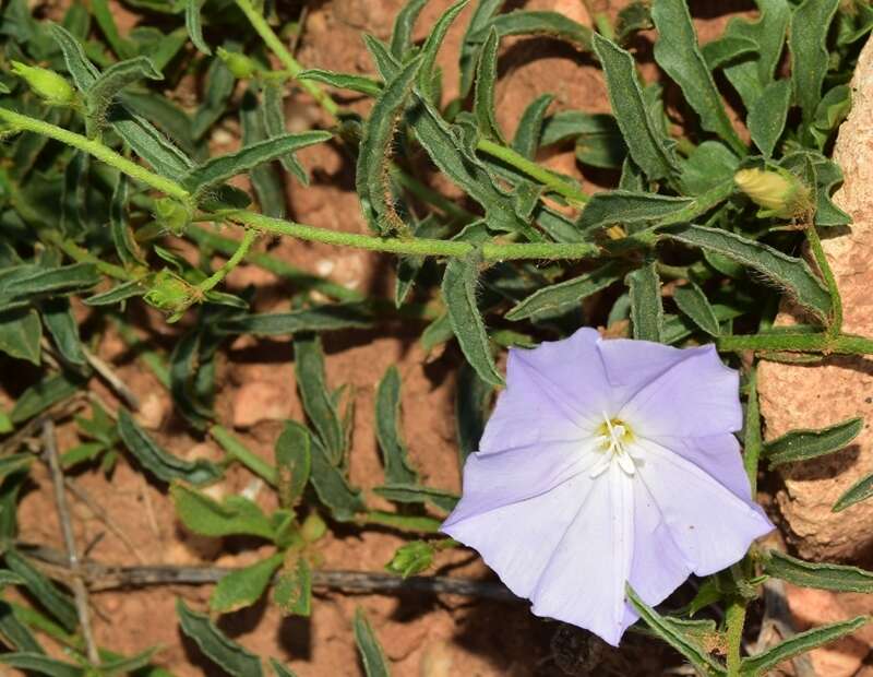 Image of Convolvulus valentinus Cav.