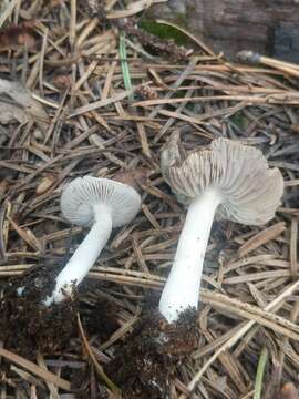 Image of Tricholoma moseri Singer 1989