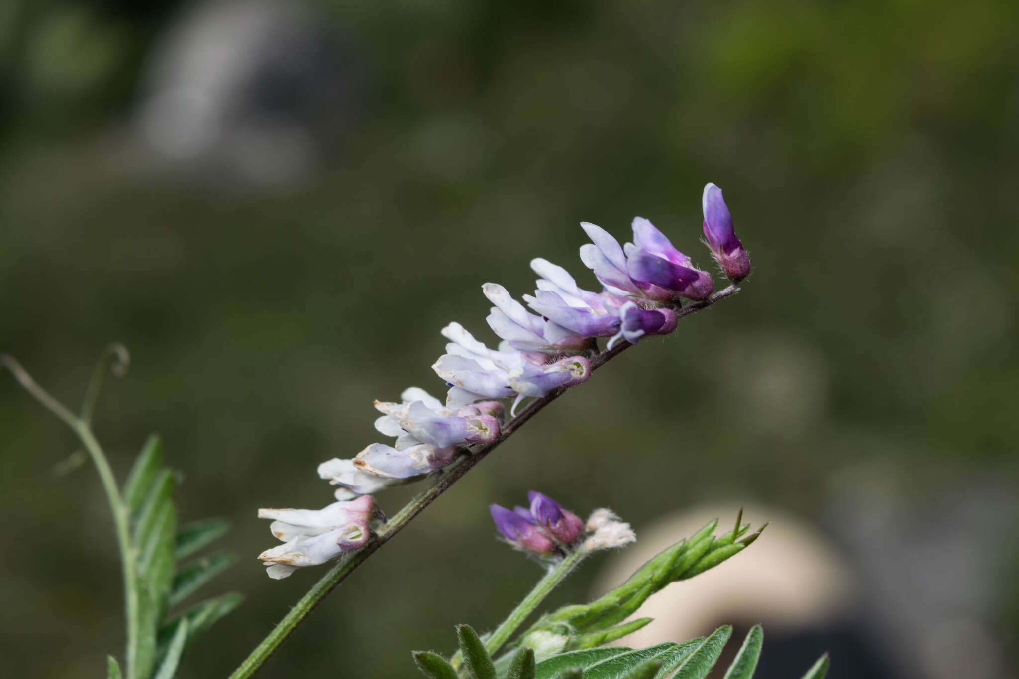 Imagem de Vicia pulchella Kunth