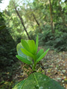 Image of Daphniphyllum glaucescens Bl.