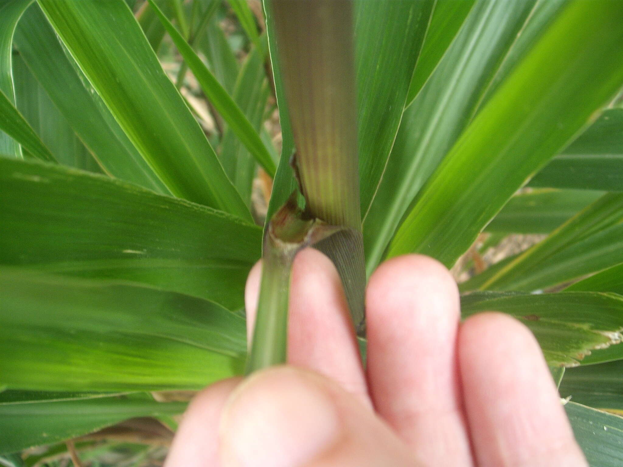 Image of Uruguayan fountaingrass