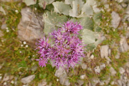 Image de Adenostyles leucophylla (Willd.) Rchb.