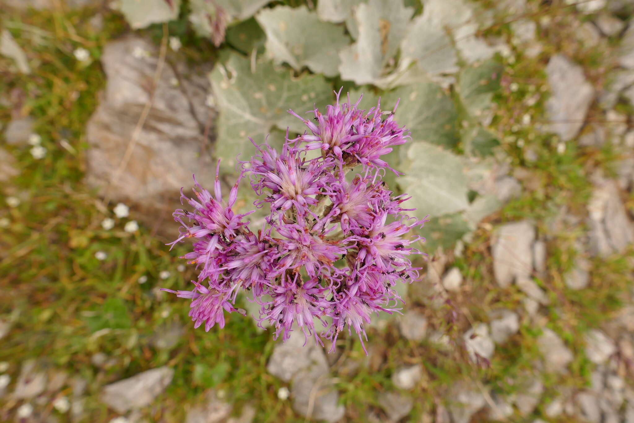 Image of Adenostyles leucophylla (Willd.) Rchb.