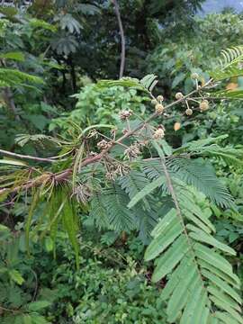 Sivun Leucaena collinsii Britton & Rose kuva