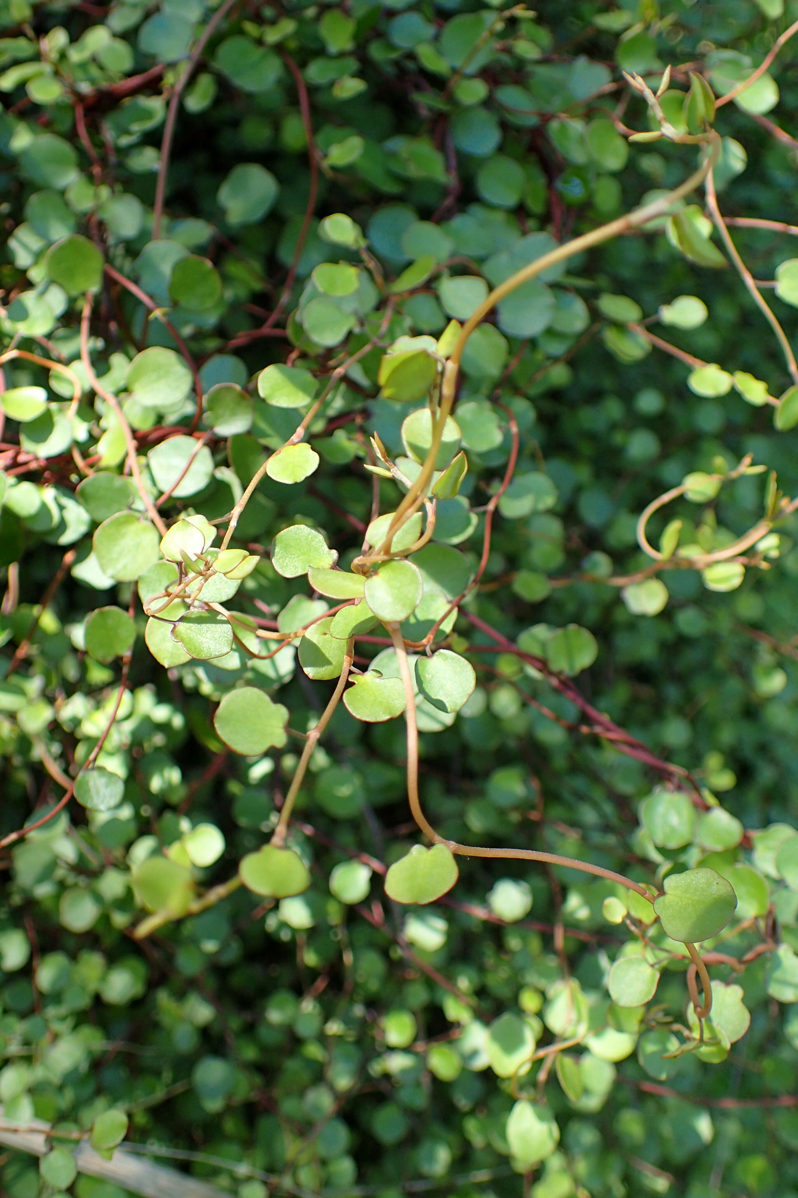 Image of maidenhair vine