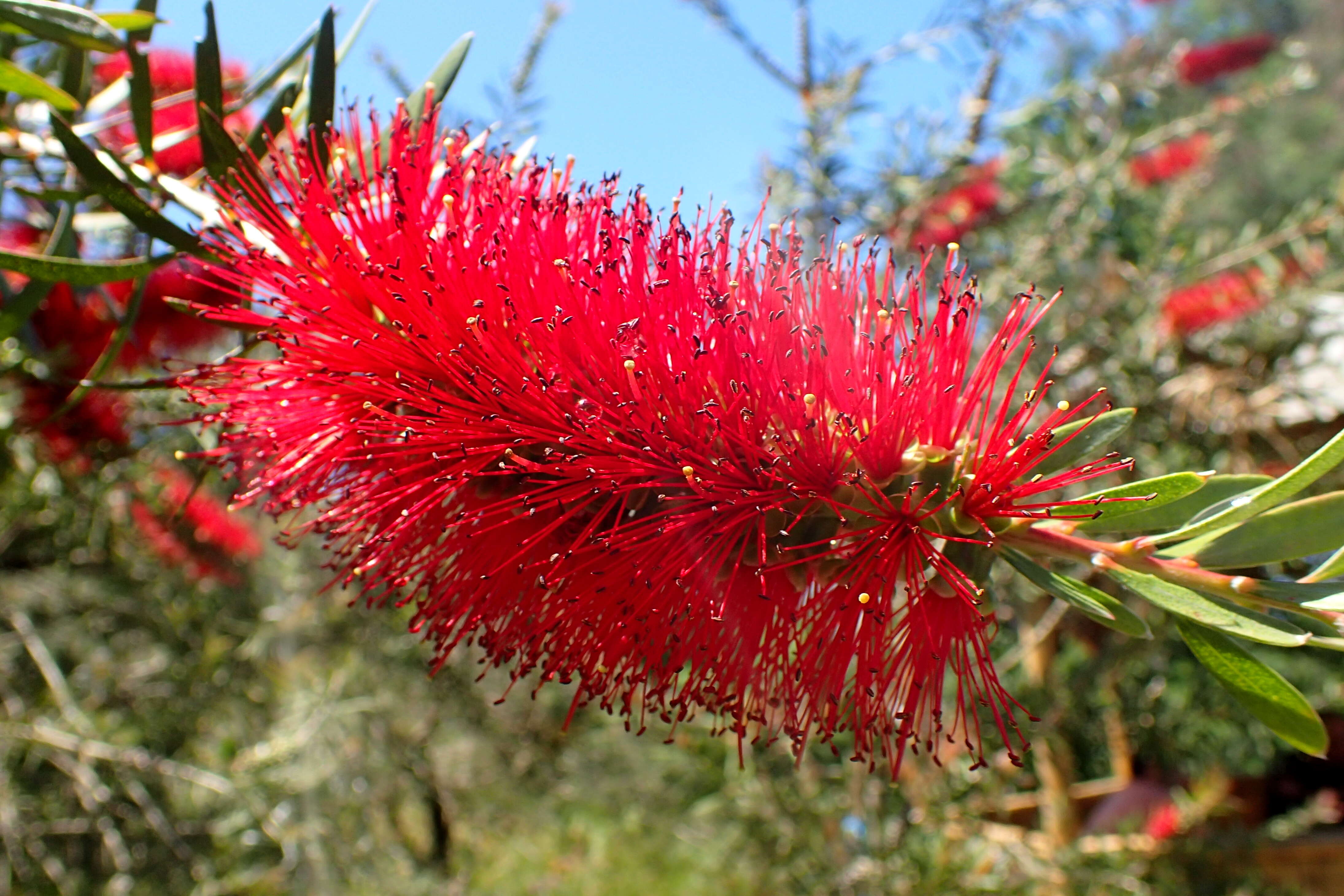 صورة Callistemon rigidus R. Br.