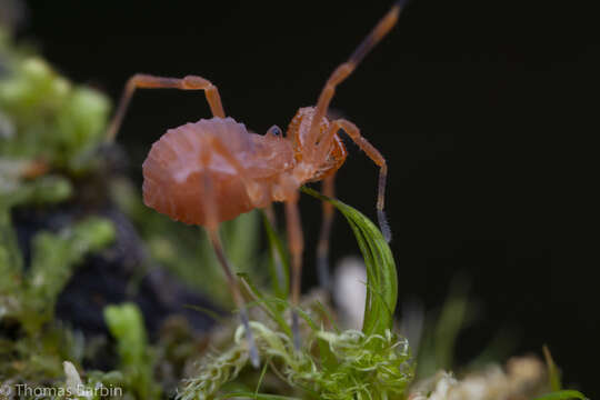 Image of Sclerobunus nondimorphicus Briggs 1971