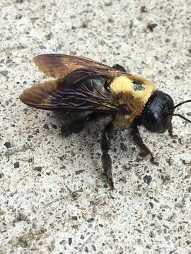 Image de Xylocopa virginica virginica (Linnaeus 1771)