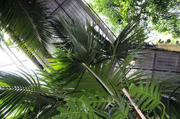 Image of Kentia Palm