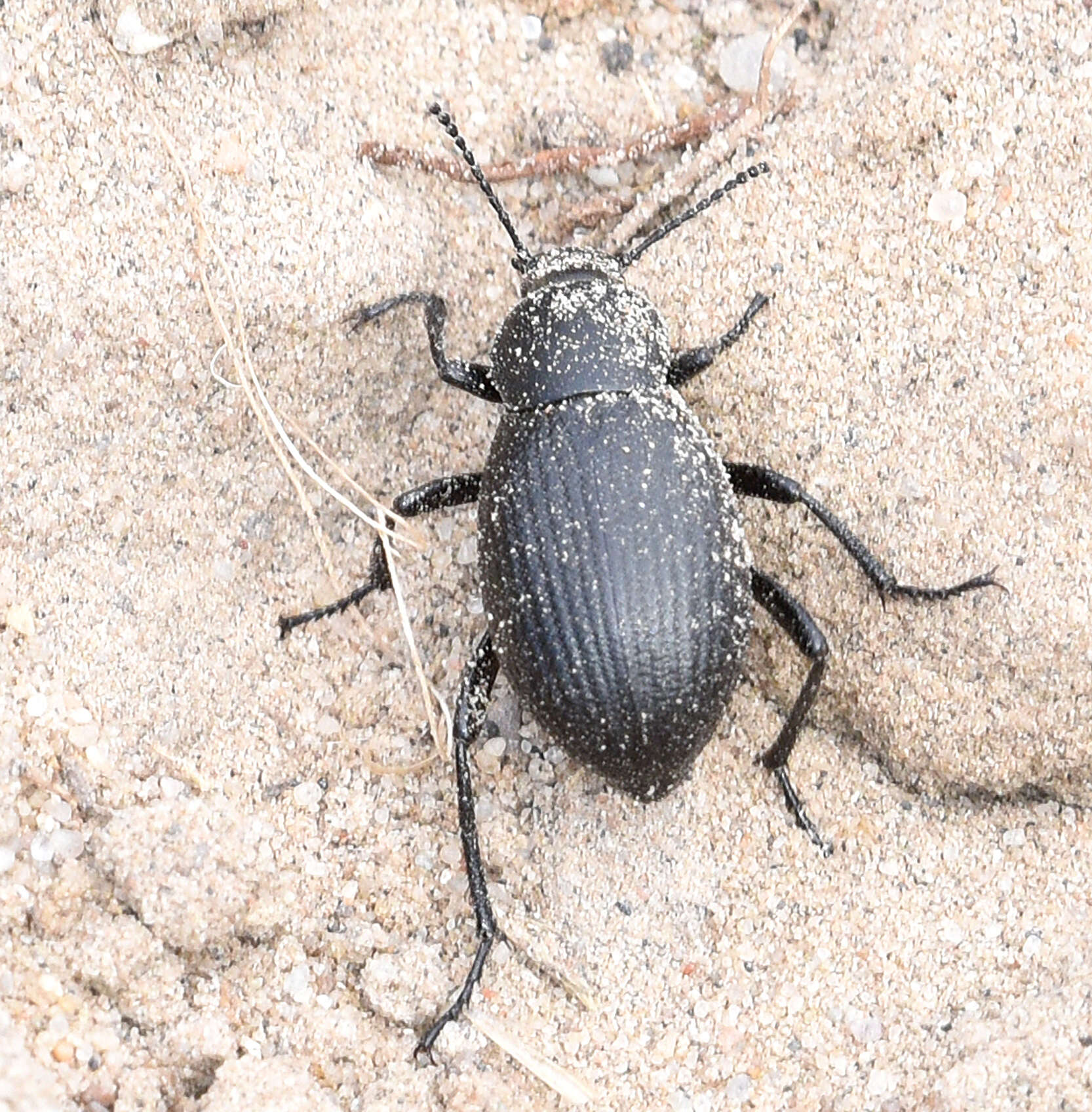 Image of Eleodes (Melaneleodes) carbonaria (Say 1824)