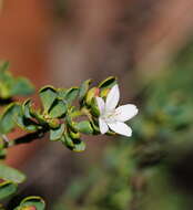 Image of Philotheca obovalis (A. Cunn.) Paul G. Wilson