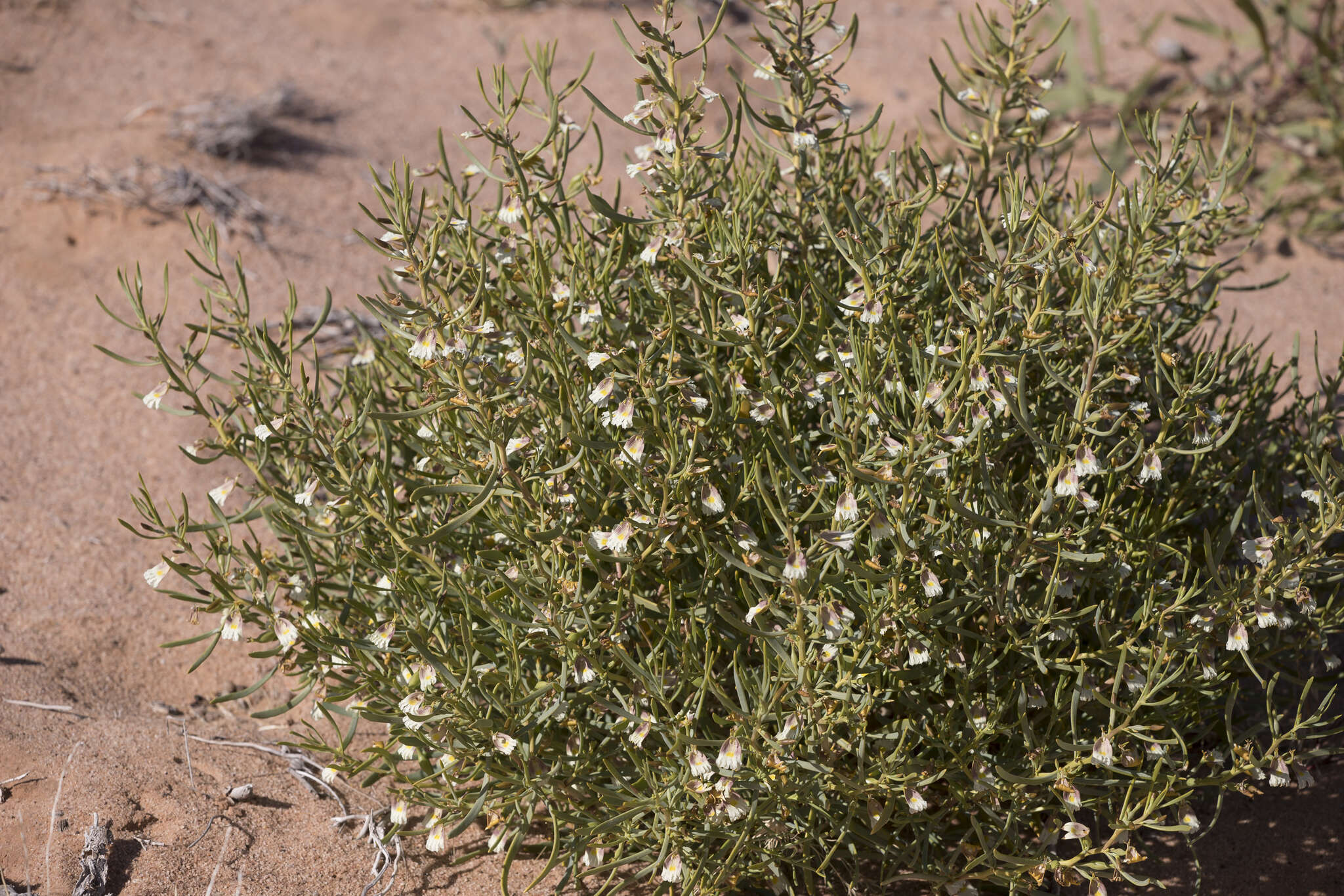 Image de Scaevola collaris F. Müll.