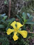 Image of Hibbertia cuneiformis (Labill.) Smith