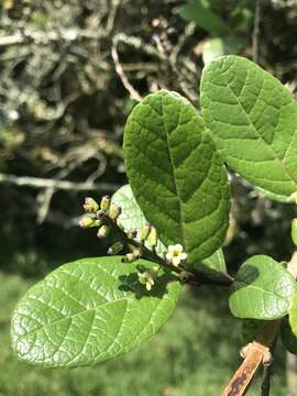 Image of Citharexylum sulcatum Moldenke