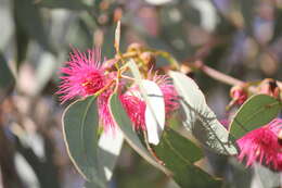 Image de Eucalyptus leucoxylon subsp. leucoxylon