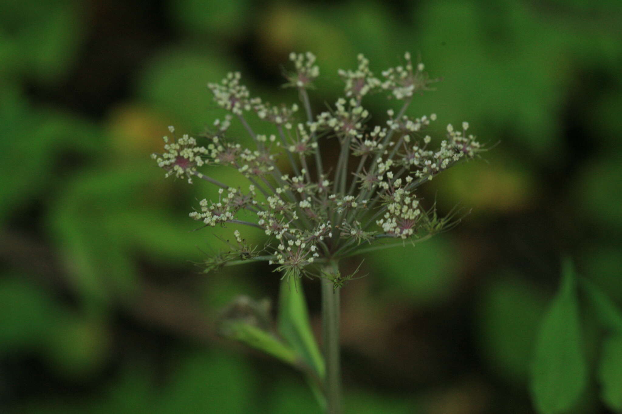 Angelica anomala subsp. sachalinensis (Maxim.) H. Ohba resmi