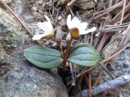 <i>Claytonia obovata</i> resmi