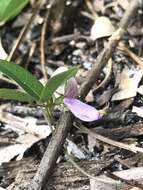 Image of downy milkpea