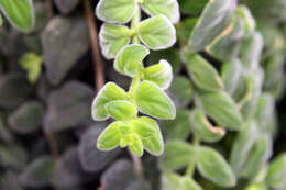 Image of Columnea microcalyx Hanst.