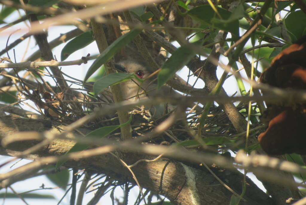 Image of Ash-colored Cuckoo