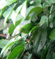 Image of Lesser Green Leafbird