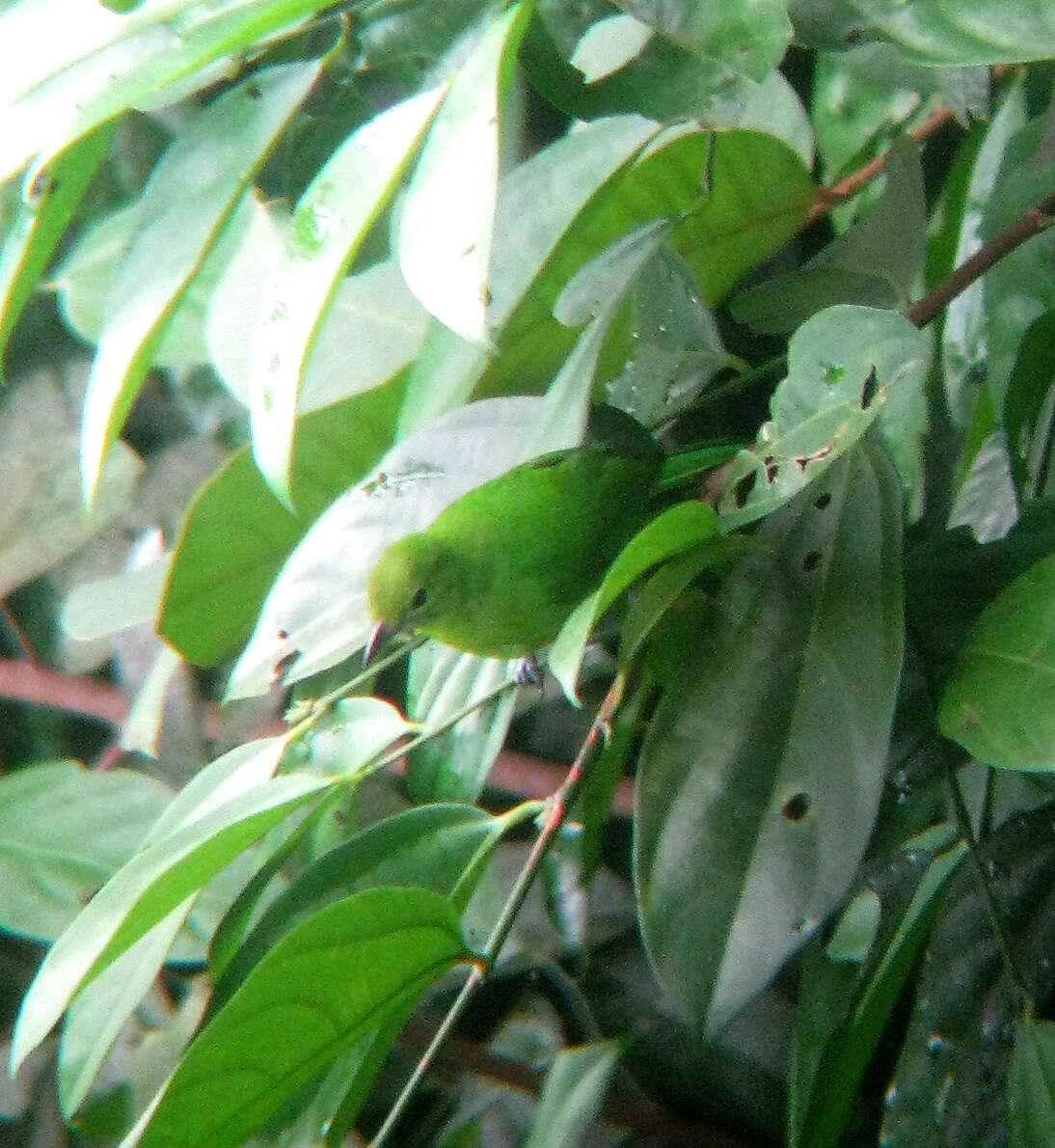 Image of Lesser Green Leafbird