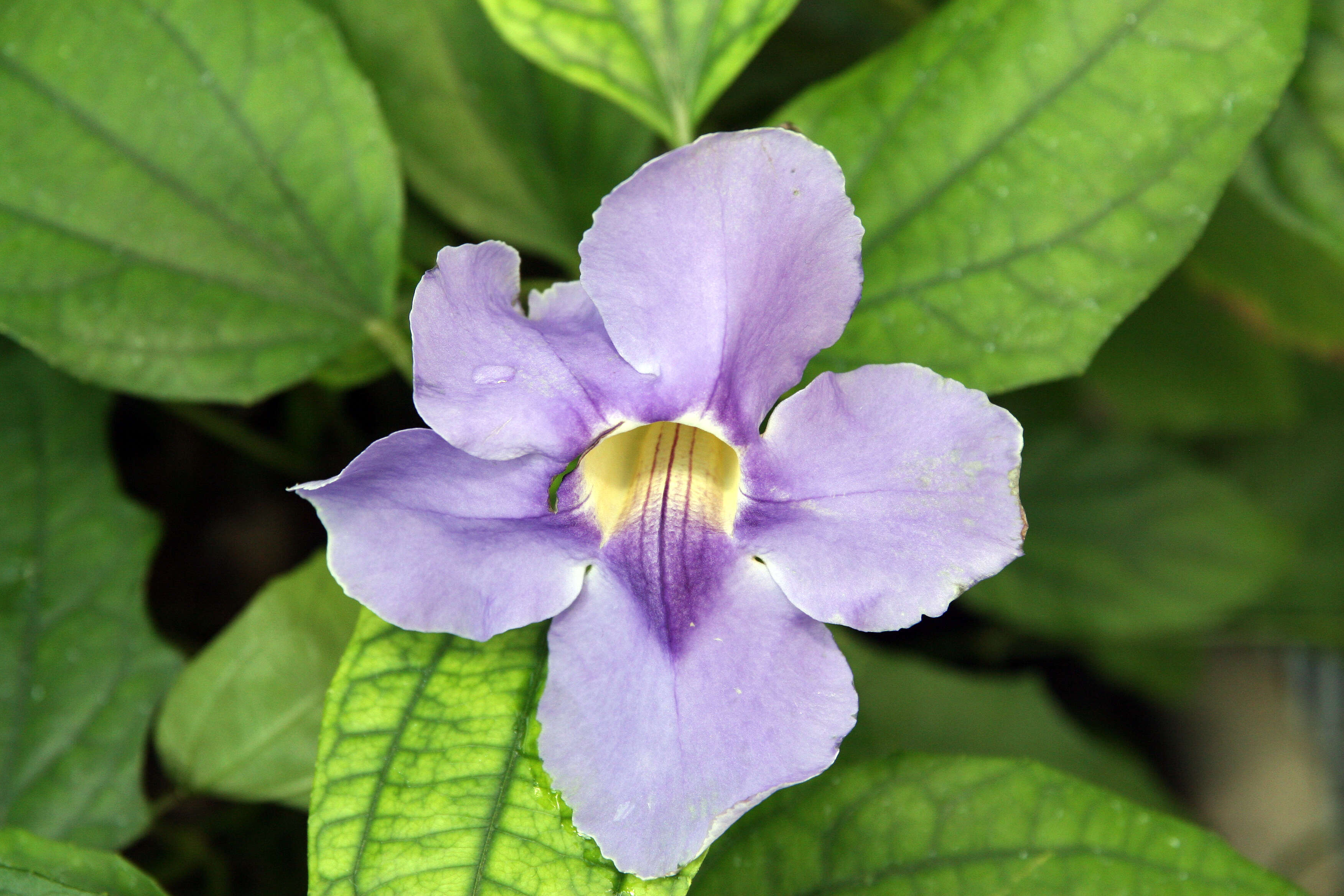 Image of Bengal clock vine