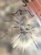 Image of Thistledown Velvet Ant