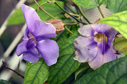 Image of Bengal clock vine