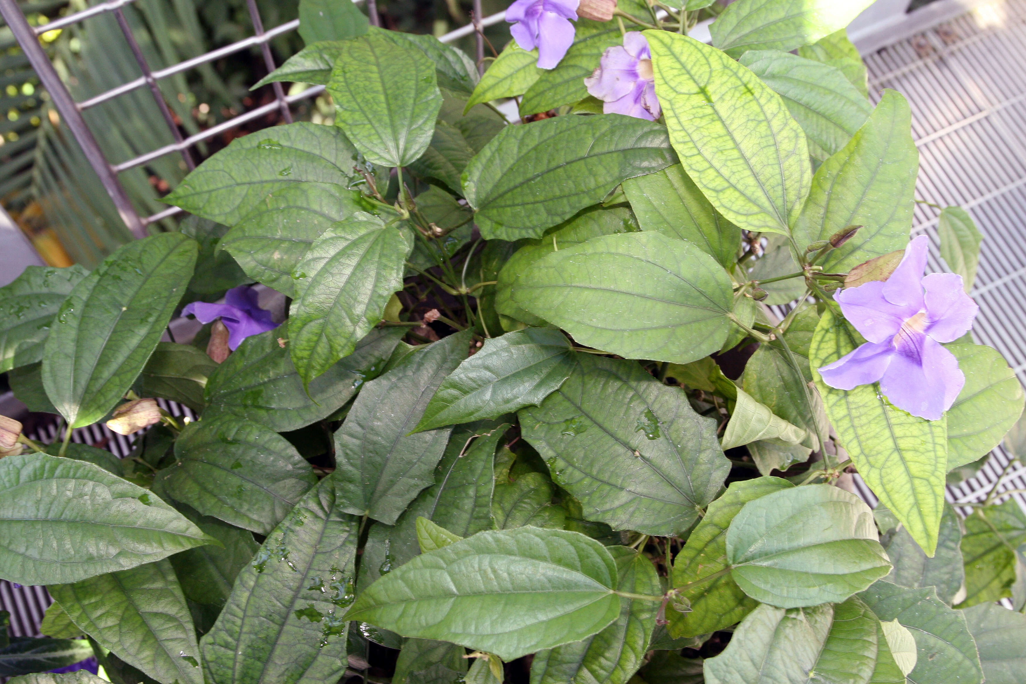 Image of Bengal clock vine