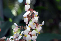 Image of starleaf begonia