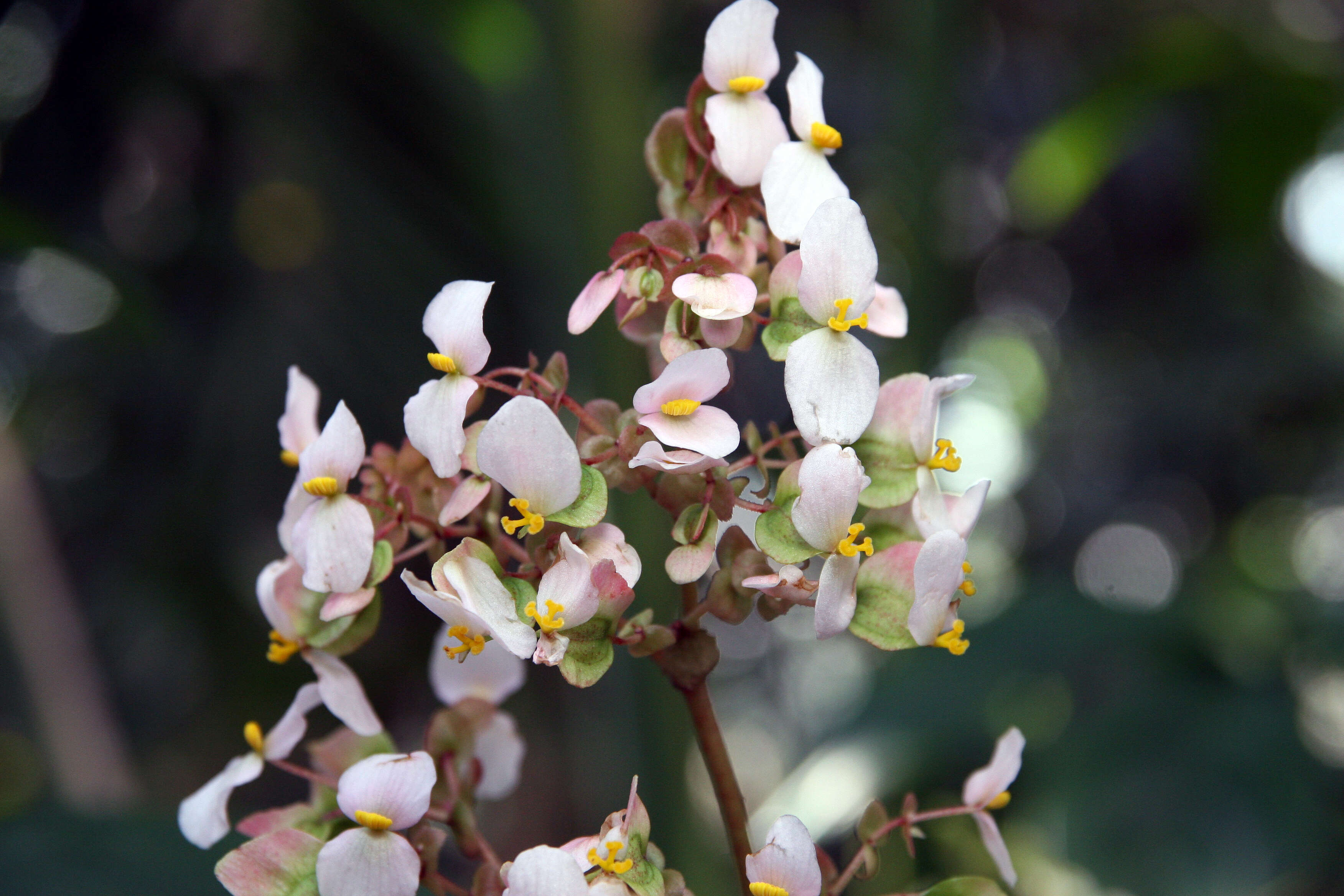 Image of starleaf begonia