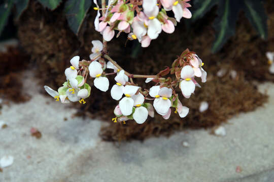 Image of starleaf begonia