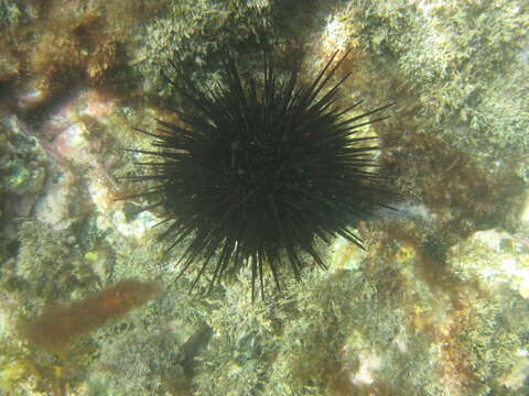 Image of Spiny Sea Urchin