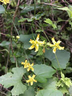 Image of Ibervillea lindheimeri (A. Gray) Greene